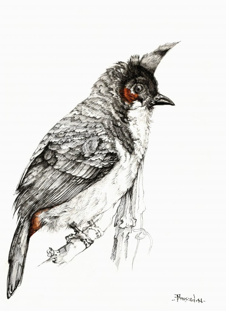 Red whiskered bulbul