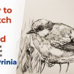 How to Sketch a Bird_Ashy Prinia