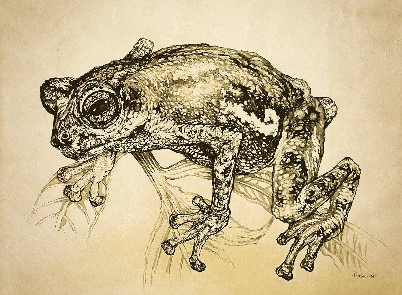 Malabar Tree Toad a critically endangered species of frog from India.